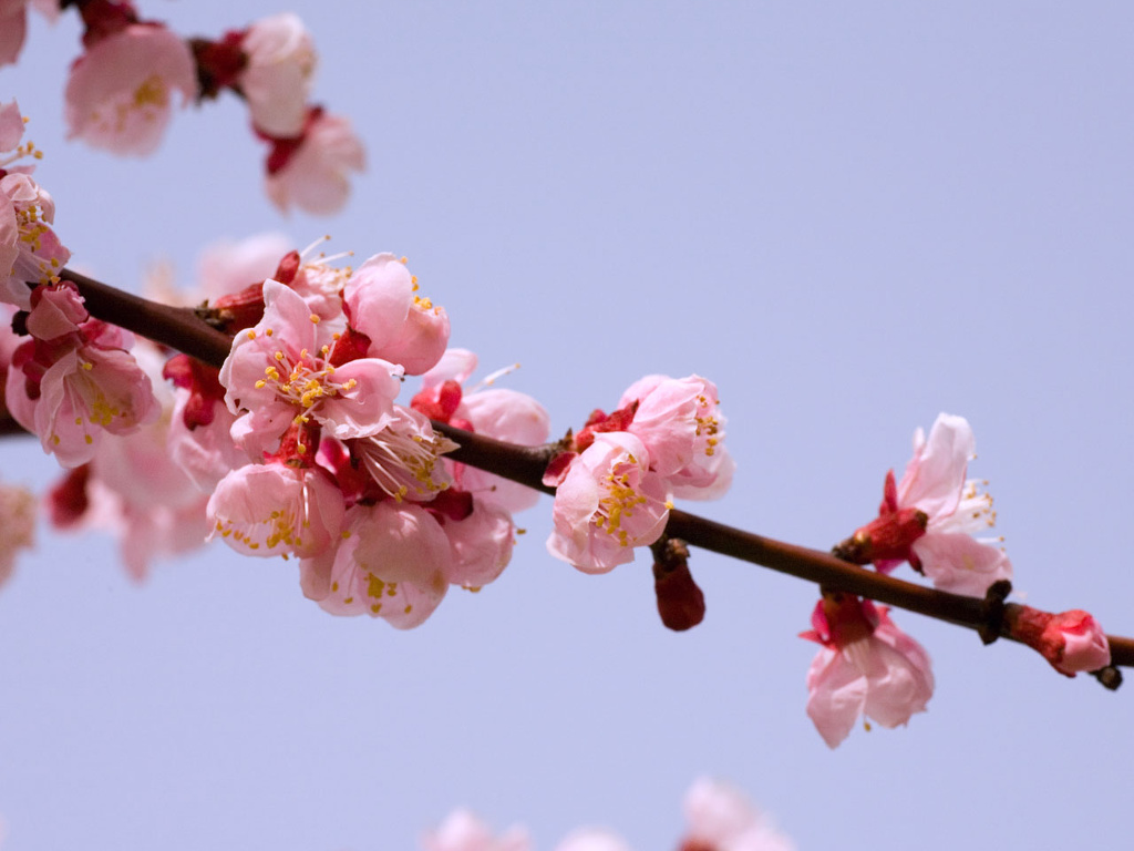 杏 あんず の花 ついてるレオさん Happy Life