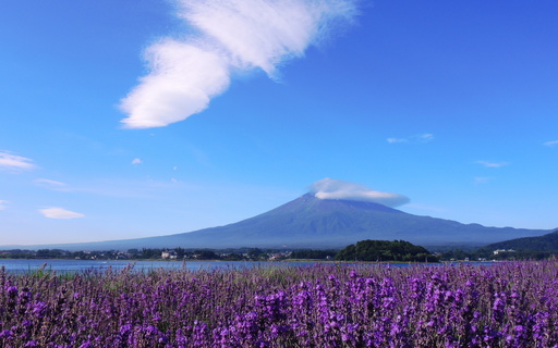 ラベンダーと富士山　大石公園　山梨.jpg