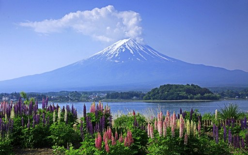 ルピナスと富士山　河口湖　山梨.jpg