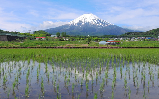 初夏の風景　富士山　山梨.jpg