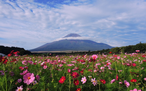 富士山とコスモス　山中湖花の都公園　山梨.jpg