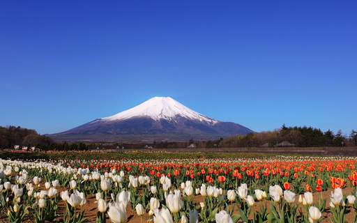 富士山とチューリップ　花の都公園　山梨.jpg