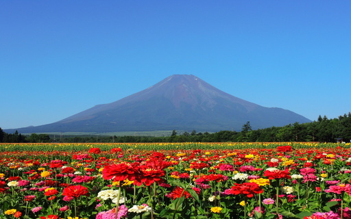 富士山と百日草　山中湖花の都公園　山梨.jpg