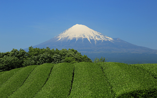 富士山と茶畑　富士宮　静岡.jpg