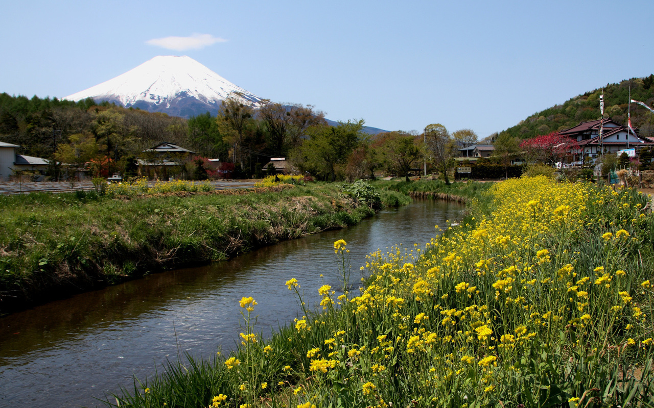 富士山と菜の花 忍野八海 山梨 ついてるレオさん Happy Life