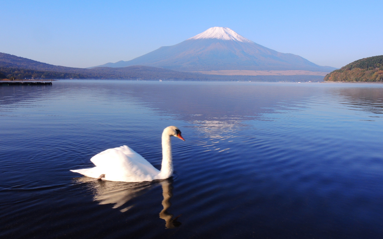 白鳥と富士山 山中湖 山梨 ついてるレオさん Happy Life