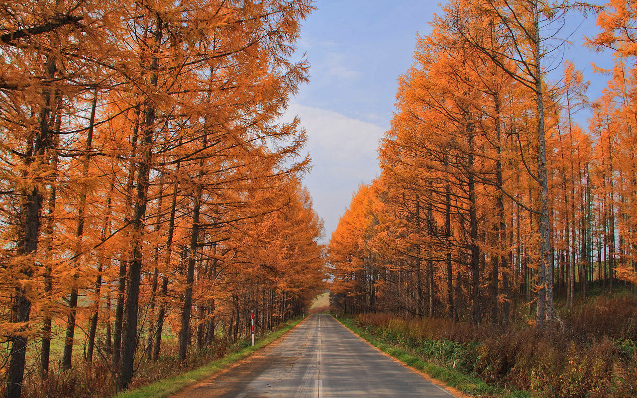 紅葉 落葉松の道 美瑛 北海道 ついてるレオさん Happy Life