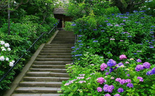 紫陽花 東慶寺 鎌倉 神奈川.jpg