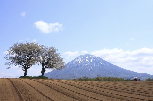 羊蹄山と桜　北海道.jpg