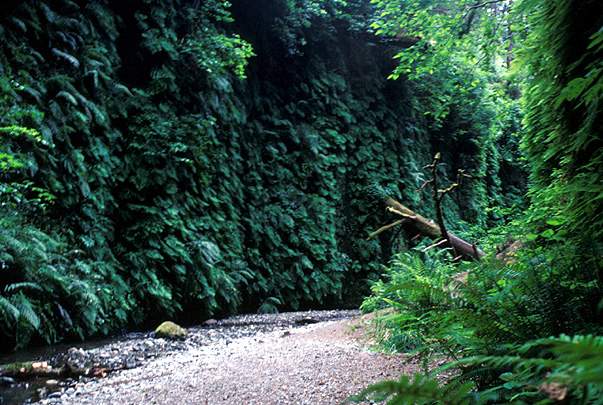 Fern Canyon.jpg