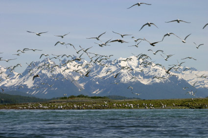 Glacier Bay National Park and Preserve.jpg