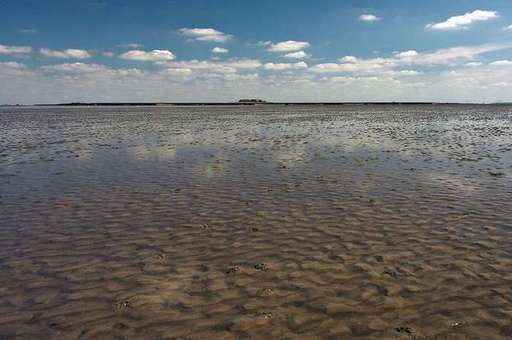 The Wadden Sea.jpg