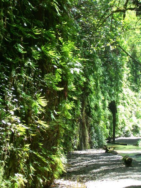 a hiking trail in Fern Canyon.jpg